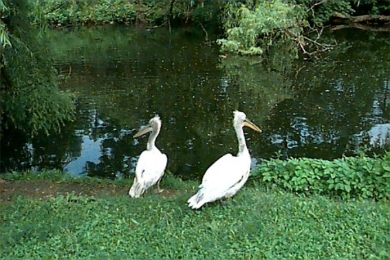 Image - Kharkiv's Zoo, the oldest zoo in Ukraine.