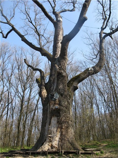 Image - The Zalizniak Oak in Kholodnyi Yar, near Chyhyryn, Cherkasy oblast.