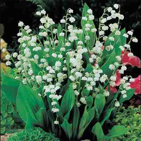 Image -- Lily of the Valley