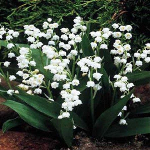 Image - Lily of the Valley