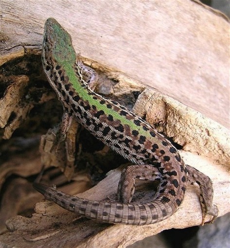Image - Crimean lizard