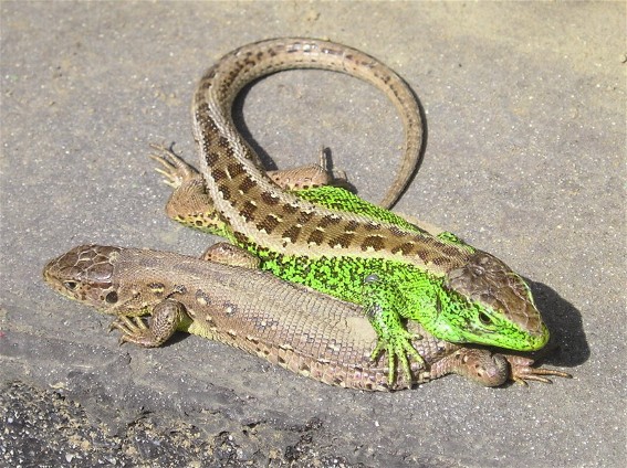 Image - Fast lizard