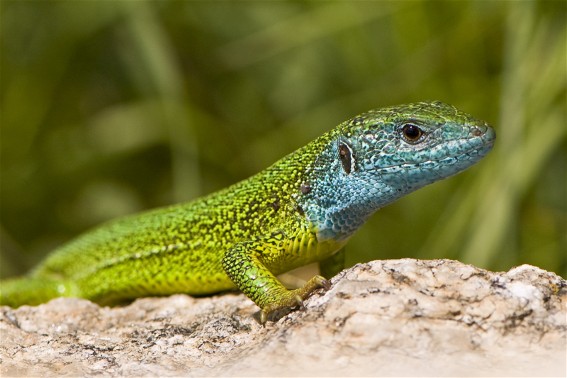 Image - Green lizard