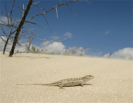 Image -- Sand lizard