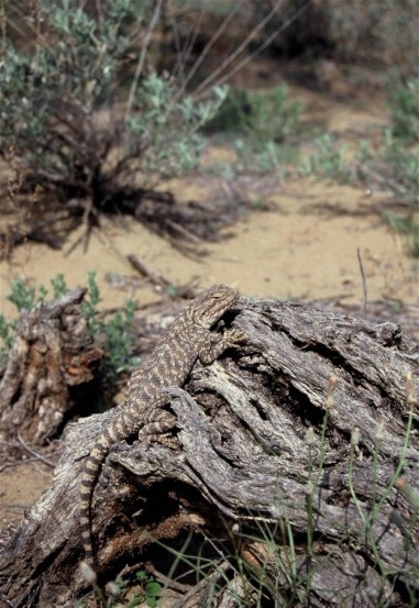 Image - Steppe lizard