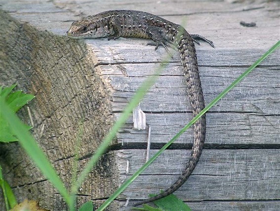Image - Viviparous lizard