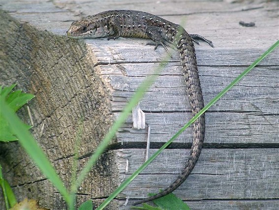 Image -- Viviparous lizard