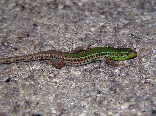 Image -- Crimean lizard