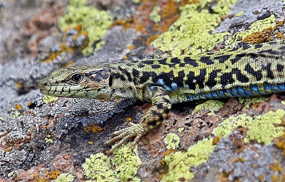 Image -- Cliff lizard