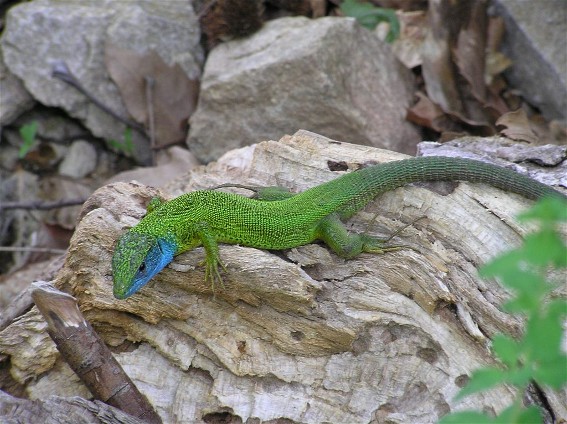 Image -- Green lizard
