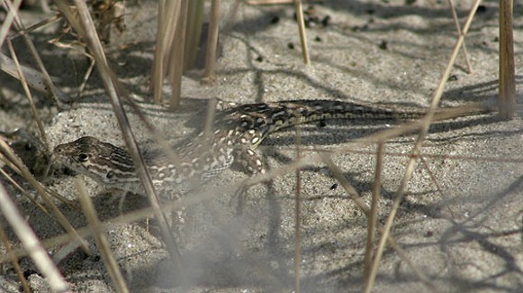 Image -- Sand lizard