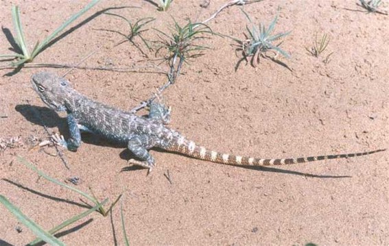 Image -- Steppe lizard