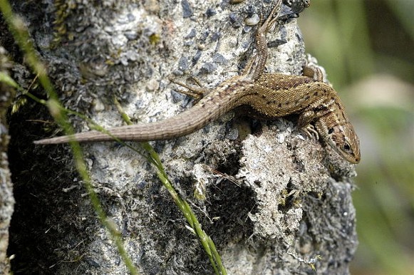 Image -- Viviparous lizard
