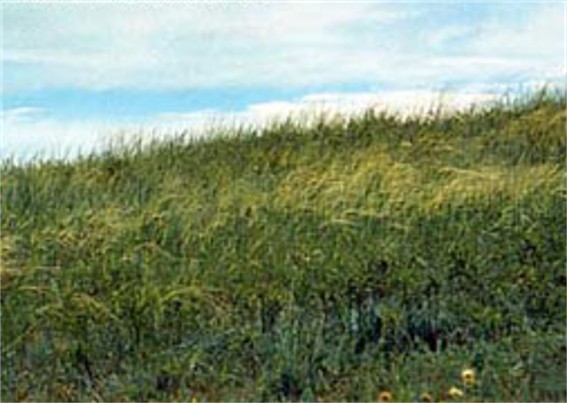 Image - Steppe landscape in the Luhansk Nature Reserve.