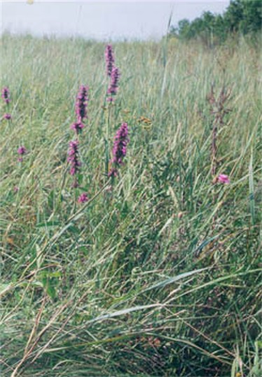 Image -- Steppe landscape in the Luhansk Nature Reserve.