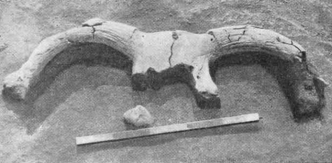 Image - A Neolithic bull horns burial under the floor of a building excavated in Luka-Vrublivetska.