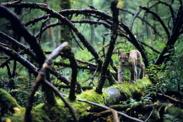 Image - Lynx in the Bilovezha Forest.