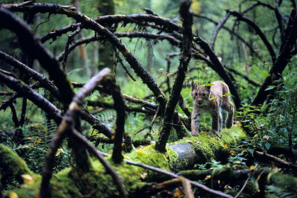 Image -- Lynx in the Bilovezha Forest.