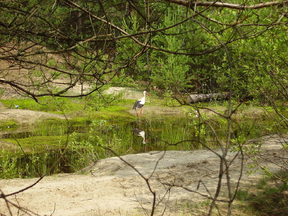 Image -- Marshlands in Shatsk National Park.