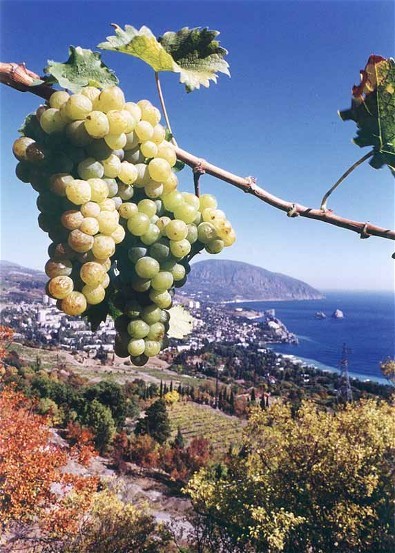 Image -- A vineyard in Masandra in the Crimea.