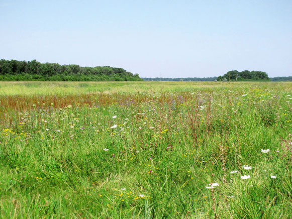 Image - Meadowland in the Samara Valley, southern Ukraine.