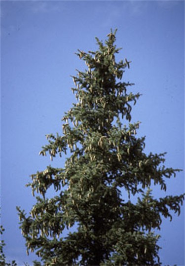 Image -- Mountain spruce
