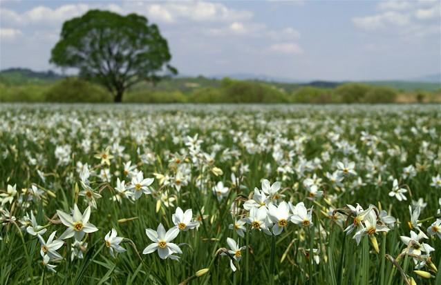 Image -- The Narcissus Valley in the Carpathian Biosphere Reserve.