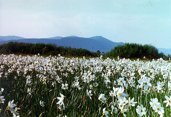 Image - The Narcissus Valley in the Carpathian Biosphere Reserve.