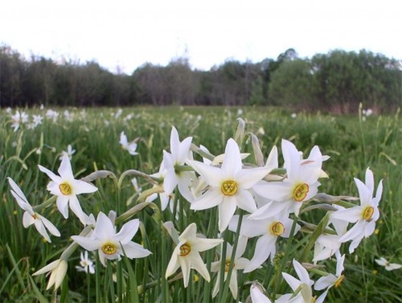 Image -- The Narcissus Valley in the Carpathian Biosphere Reserve.