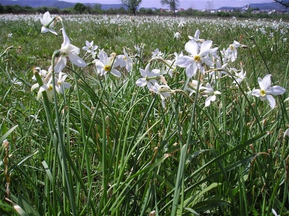 Image - Narcissus flowers