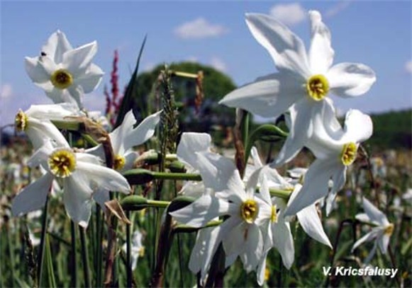 Image - Narcissus flowers