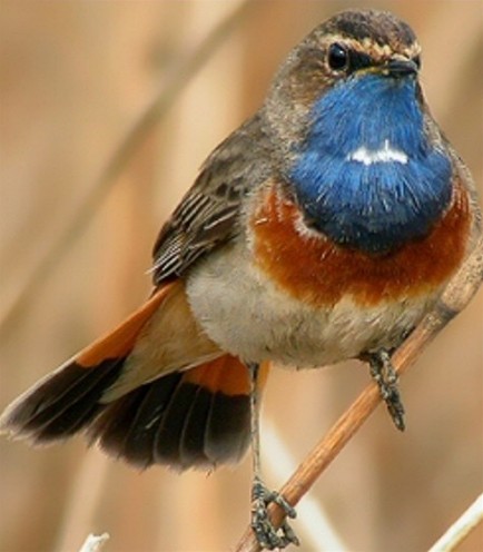 Image - Blue-throated nightingale 