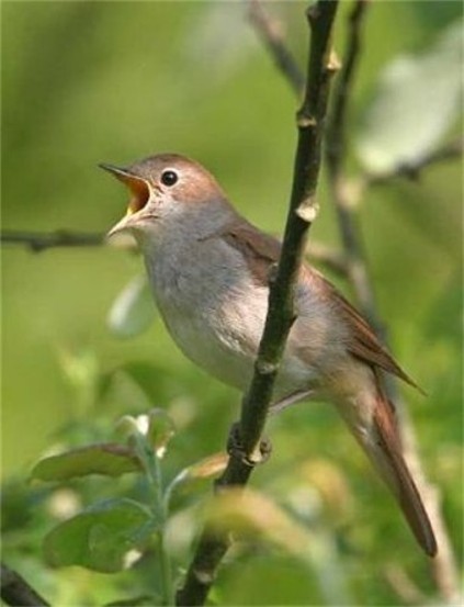 Image - Common nightingale