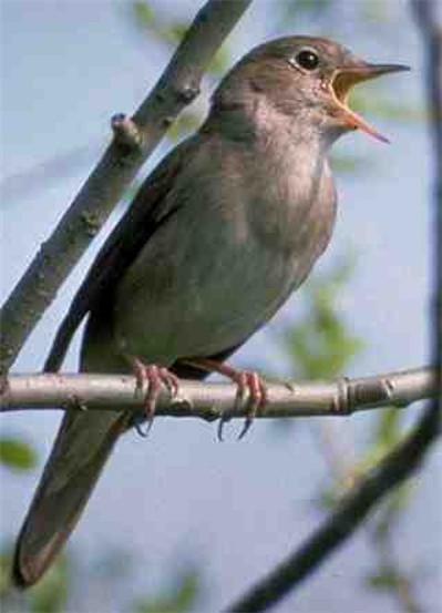 Image -- Southern nightingale