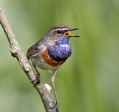 Image - Blue-throated nightingale