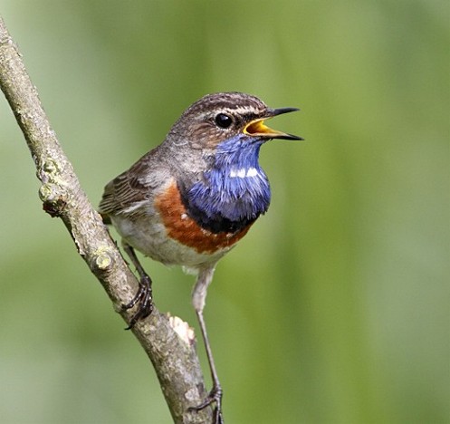 Image -- Blue-throated nightingale