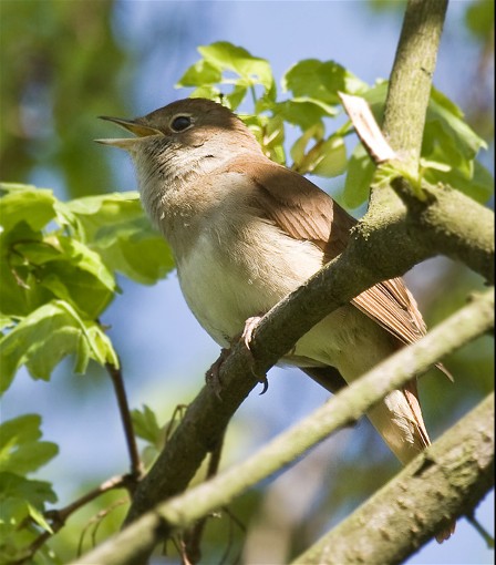 Image - Common or eastern nightingale