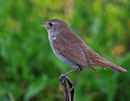 Image -- Southern or western nightingale