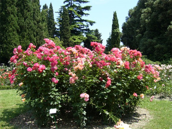 Image -- The Nikita Botanical Garden near Yalta in the Crimea.