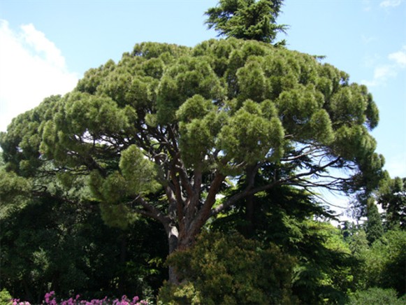 Image - The Nikita Botanical Garden near Yalta in the Crimea.