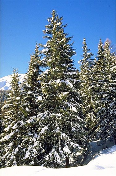 Image -- Norway spruce