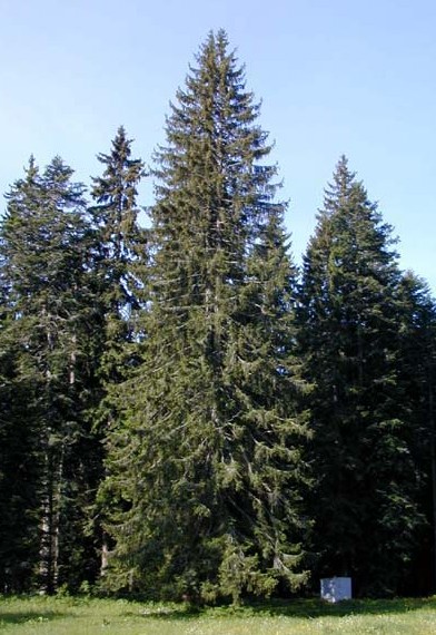 Image - Norway spruce