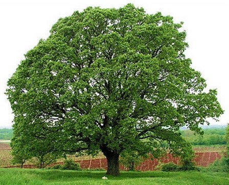 Image -- An oak tree