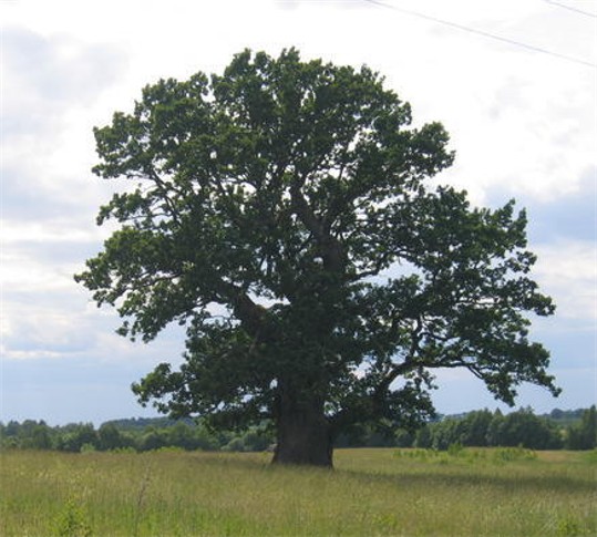 Image - An oak tree