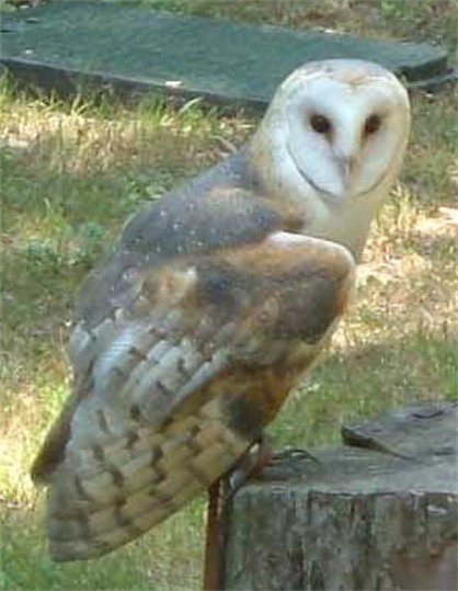 Image -- Barn owl