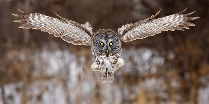 Image - Great grey owl
