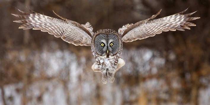 Image -- Great grey owl