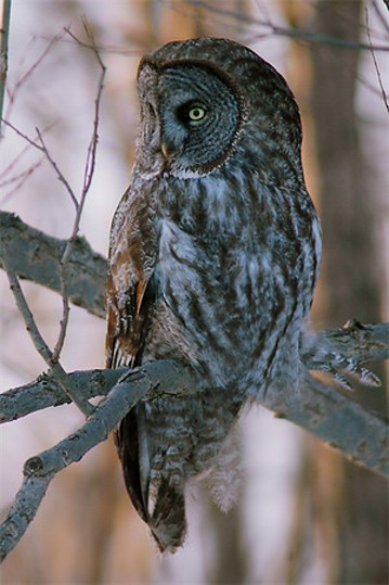 Image -- Great grey owl