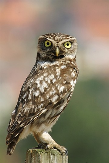Image -- Little owl