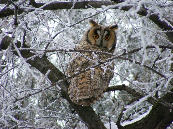 Image -- Long-eared owl
